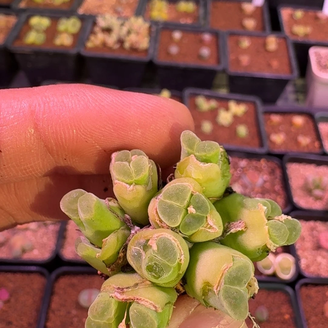 X****i云缦精品番杏15.35