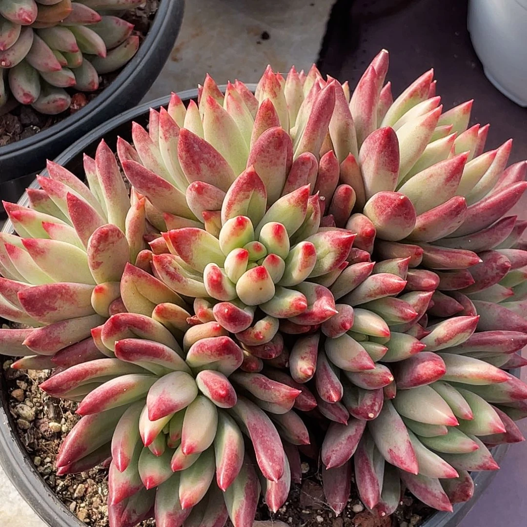 整桩无砍多头二代虞美人一颗