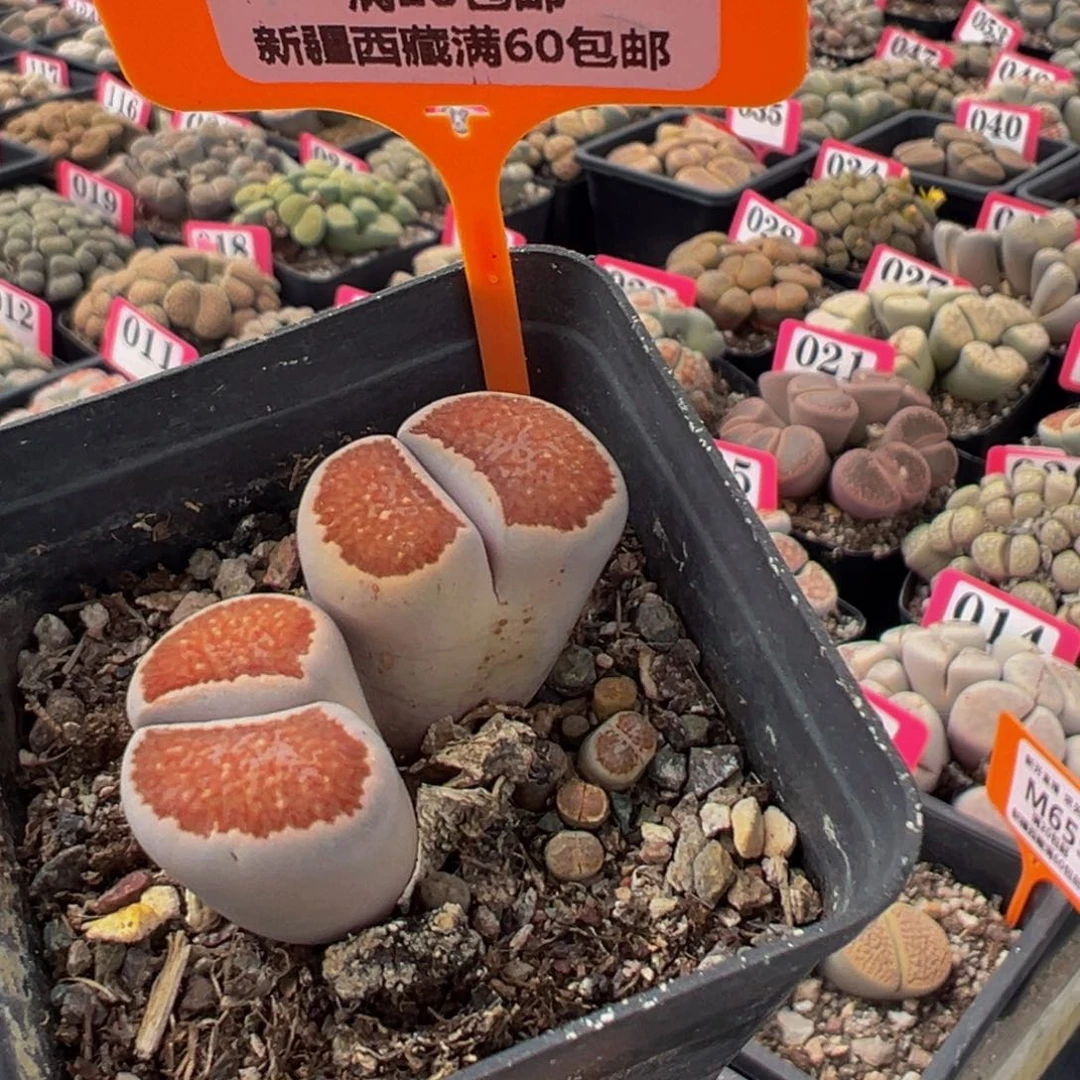 667 一物一拍，默认有伤，介意勿拍，不退不换