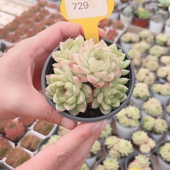 729麦秆女王多肉啊