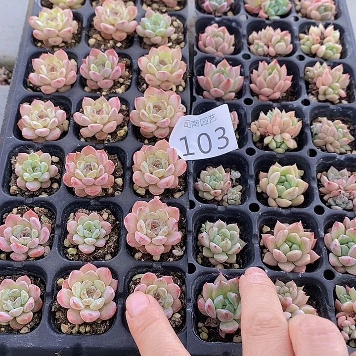 103 多肉植物盆栽花卉