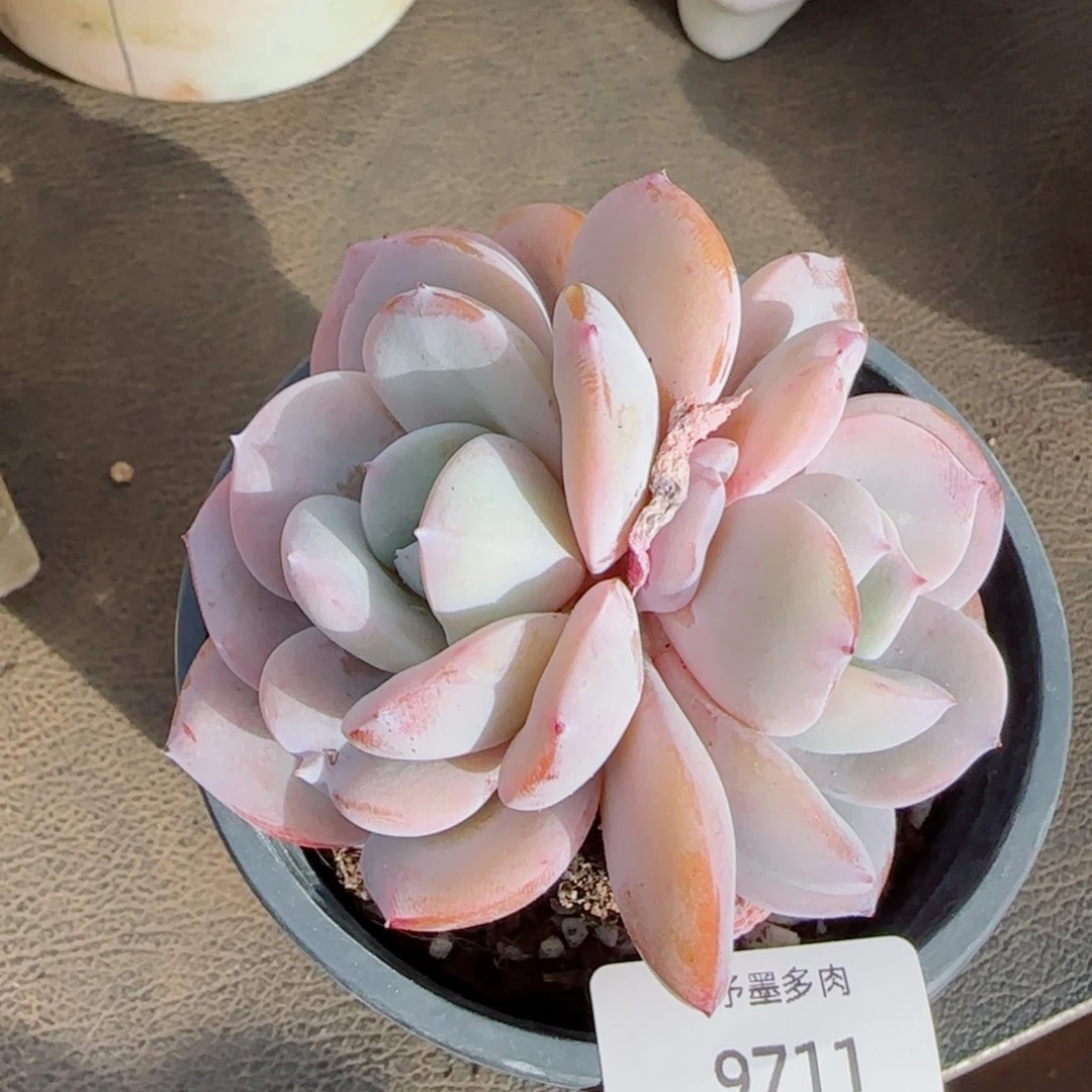 双心奶茶，9711多肉