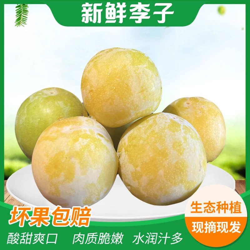 小店李子熟了 酸甜可口 黄李