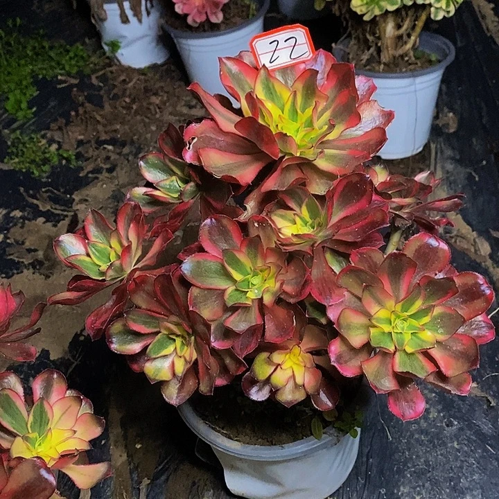 魅影老桩捧花22号