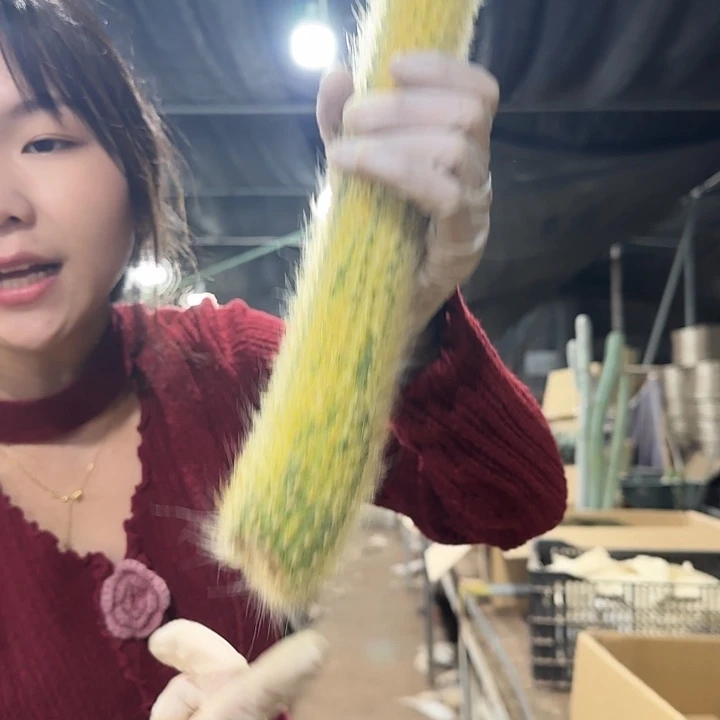 九尾狐锦（无根）11111111