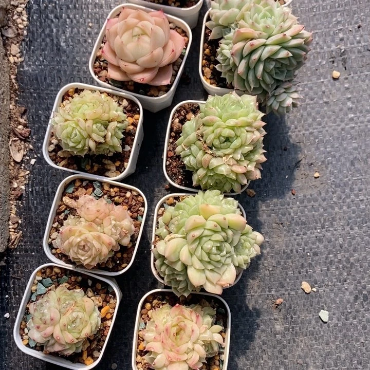 W***Y2-702多肉多肉多肉多肉多肉多肉