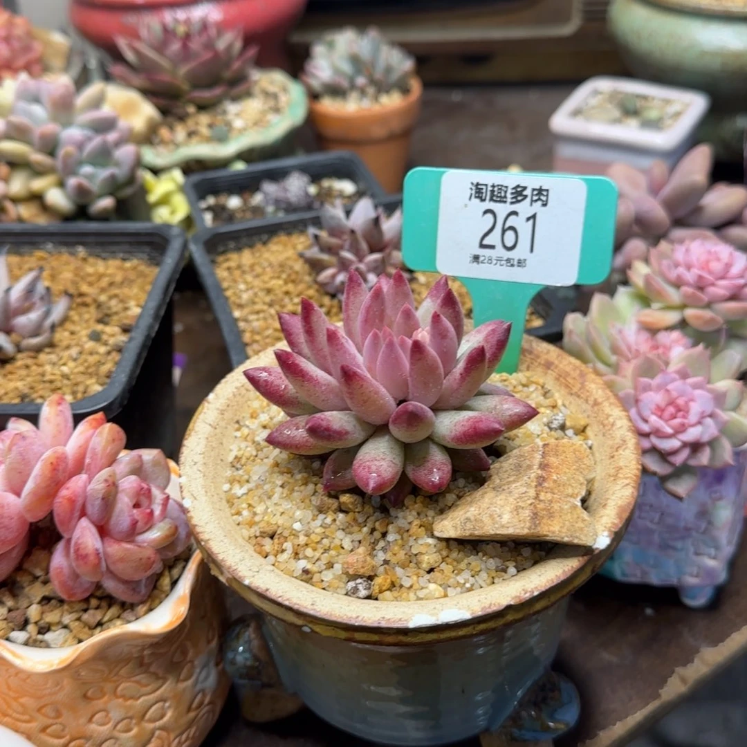 彼***阳多肉植物1111111111