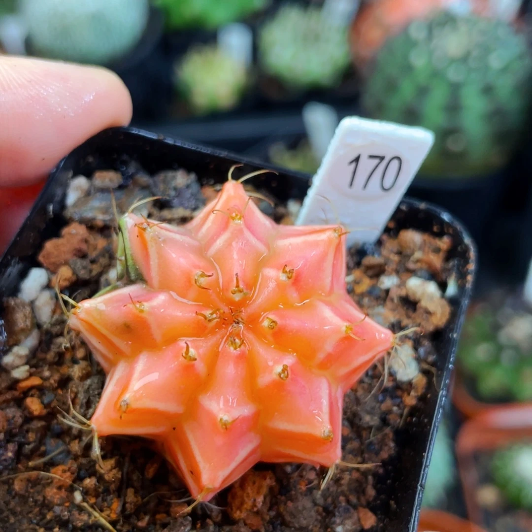 盆5公分满25包邮裸根发货