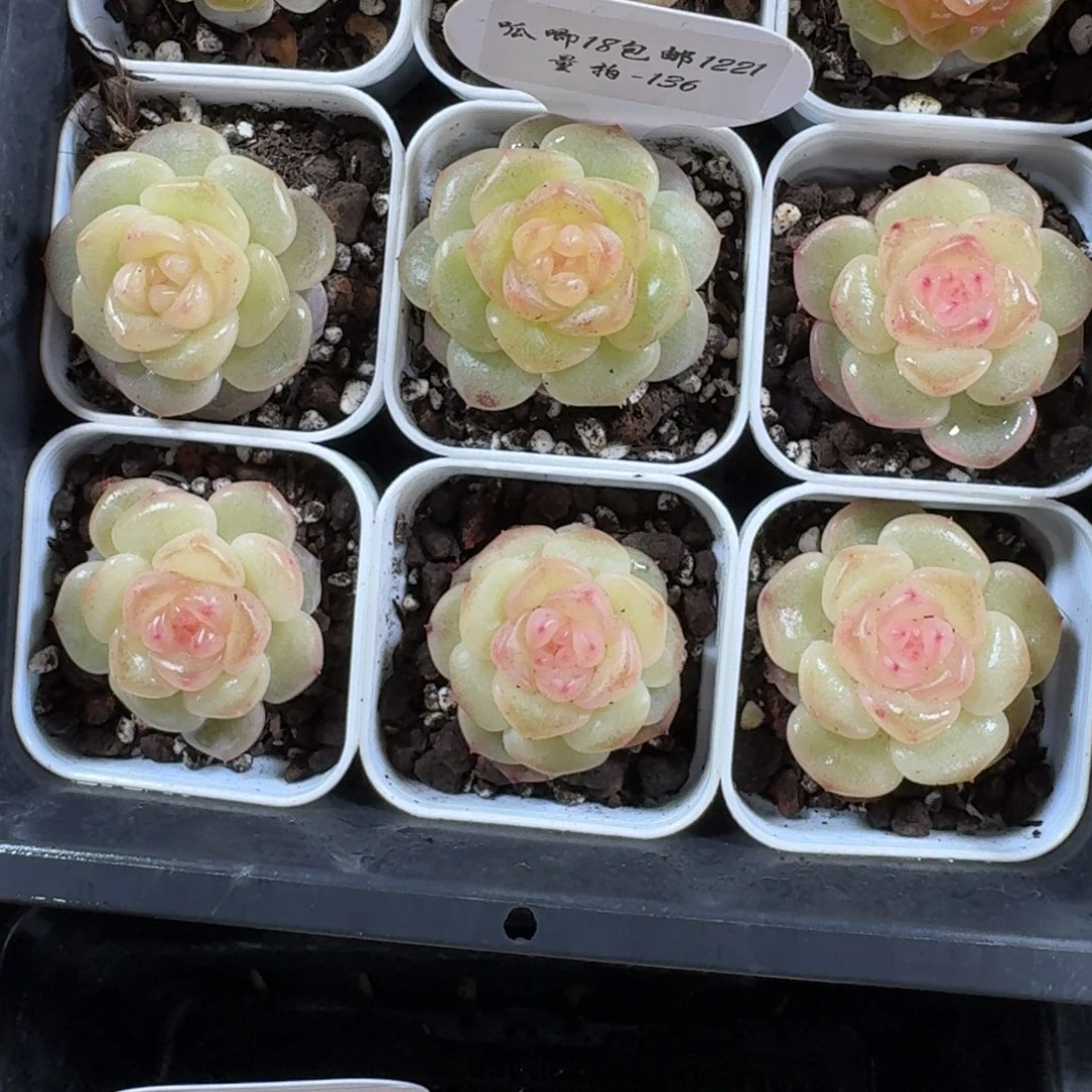 1221-136-芳草十一颗量拍