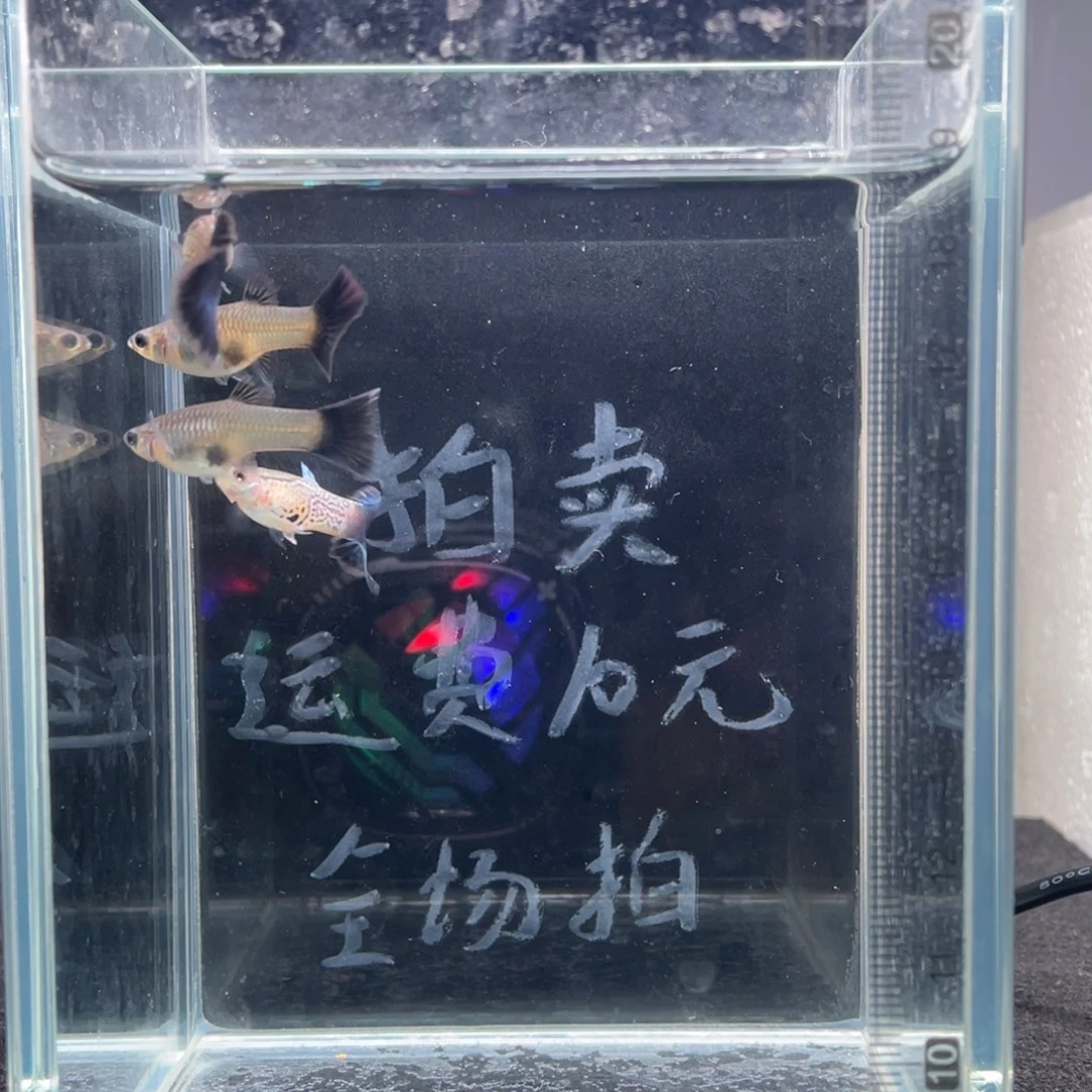 孔雀鱼银河绿尾两对