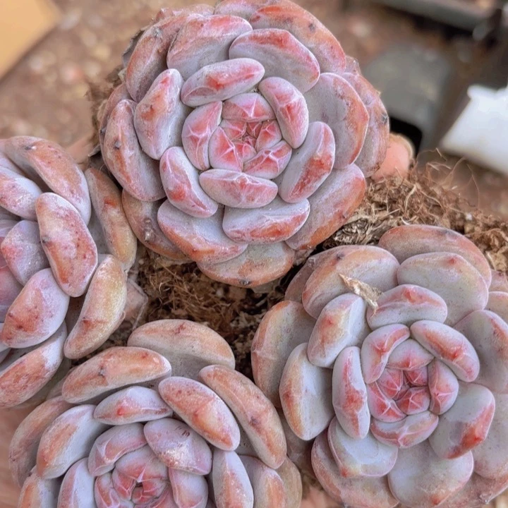 90盆石榴籽10颗一组精品