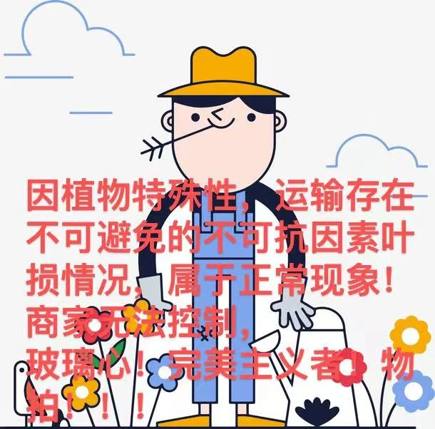 （花叶芋）秋海棠套餐组合链接 四颗福利（不包售后）