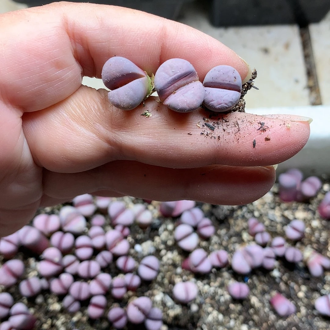 D92多肉植物保护