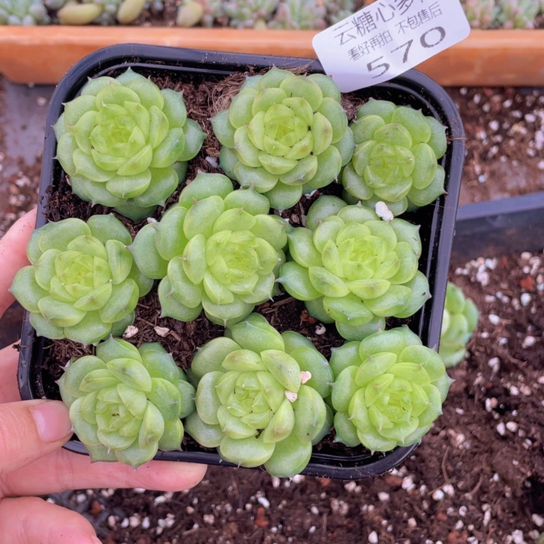 云糖心多肉植物570