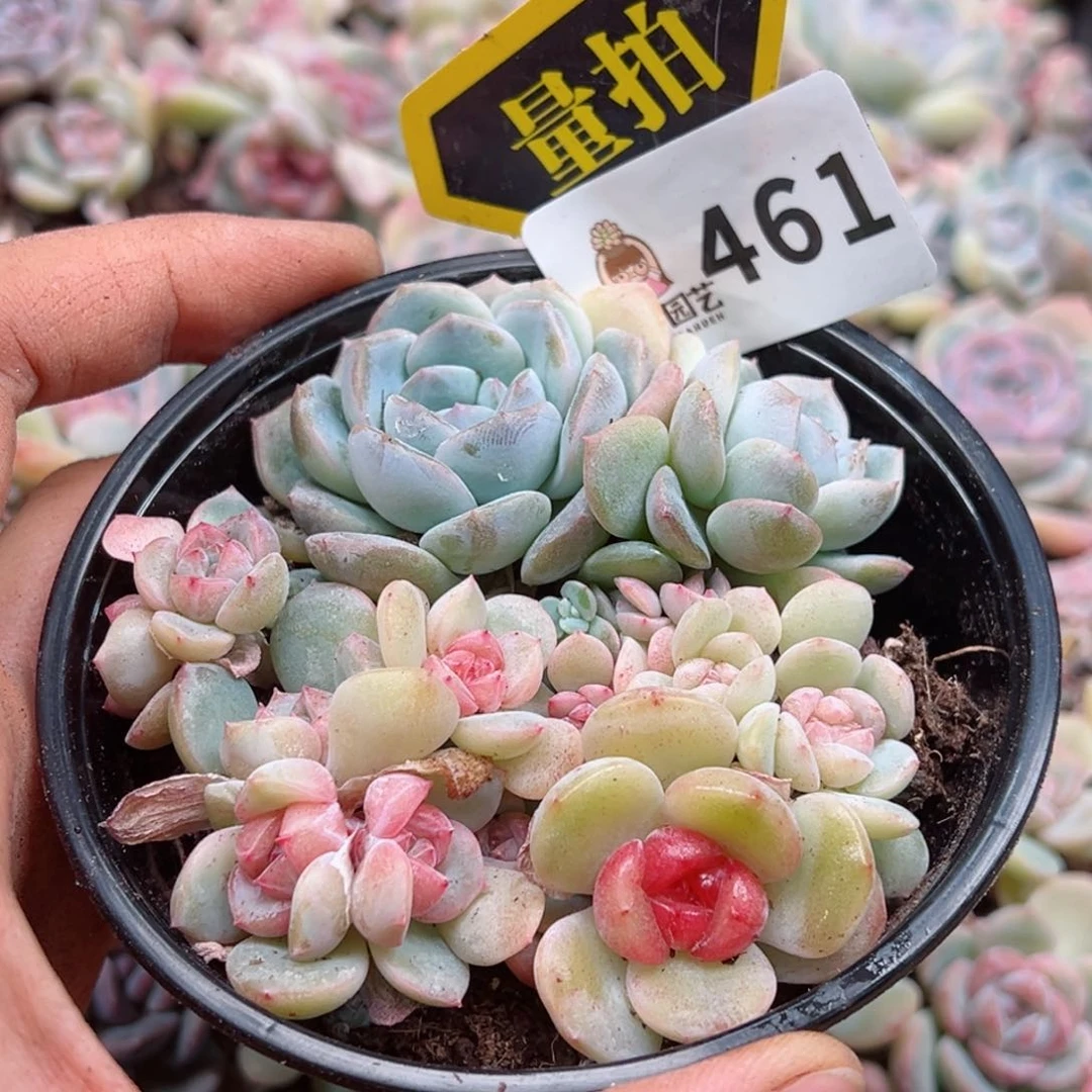 多肉植物多肉植物