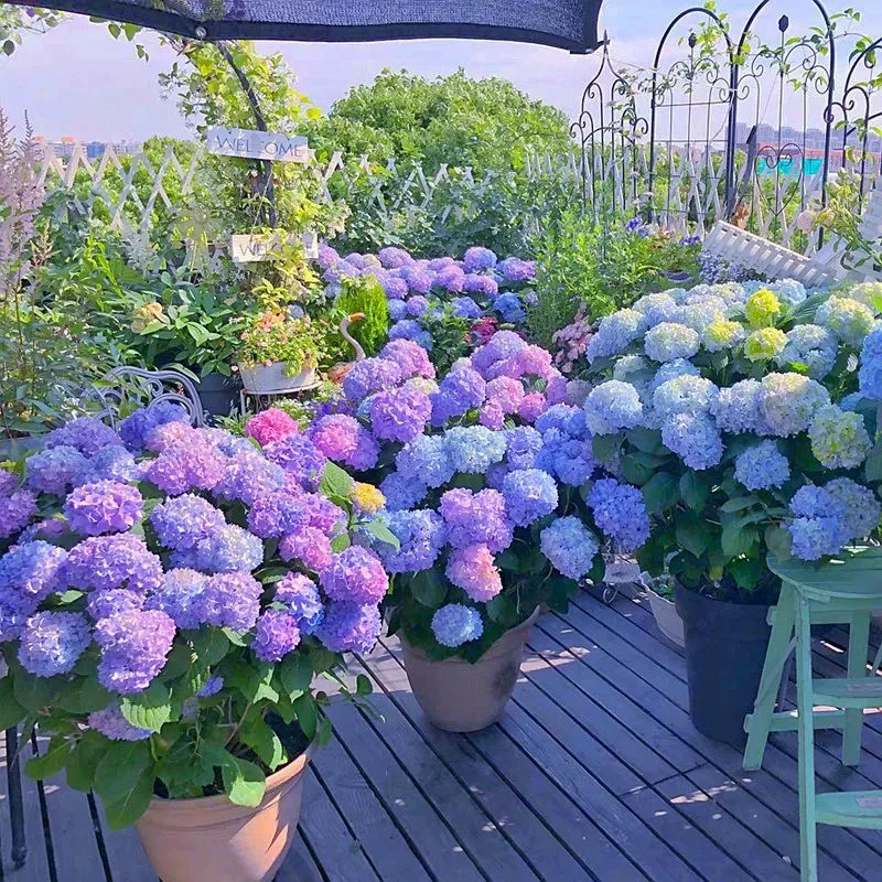 大花绣球无尽夏多季节开花