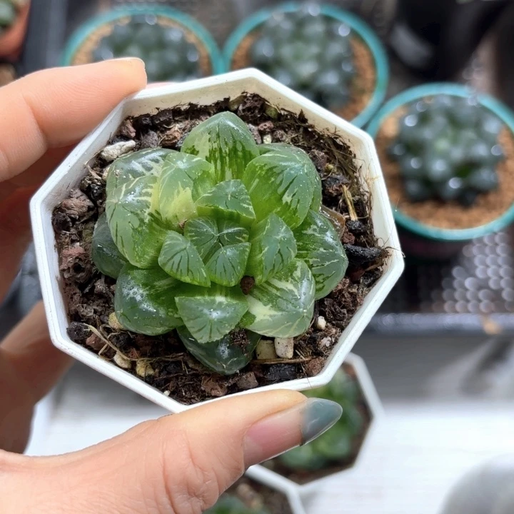 花火玉露锦多肉植物