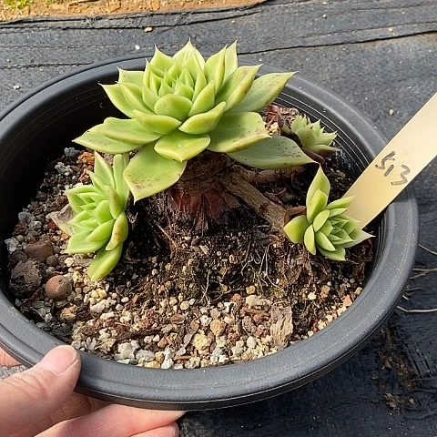 夜**兰513多肉植物老桩