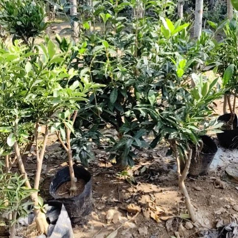 无花朵四季金桂花100