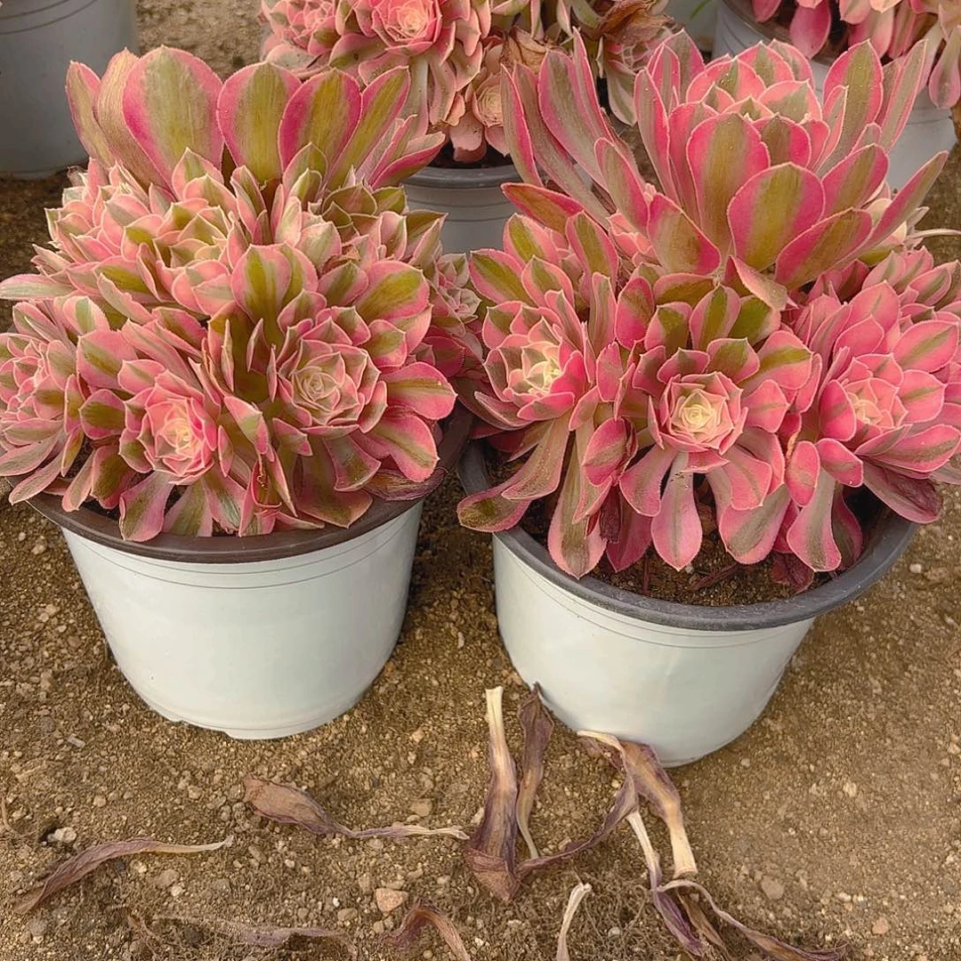 女巫多肉植物不周正两颗