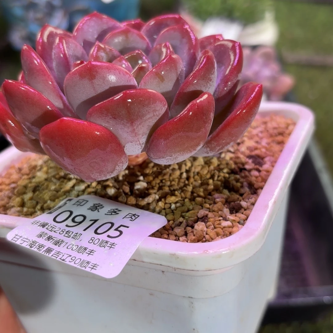 多肉植物9205gfggh