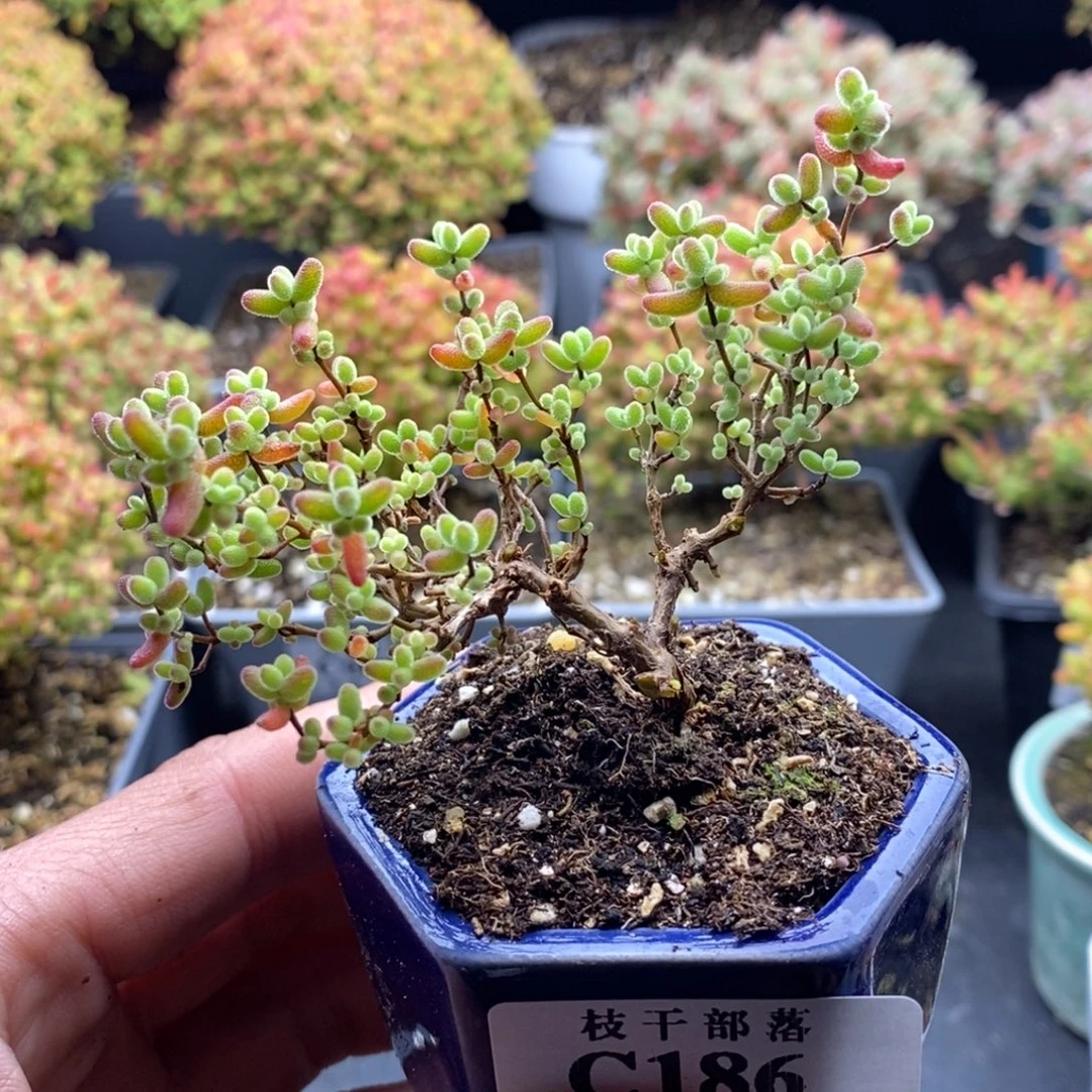 安***神蜜橘糖球186。