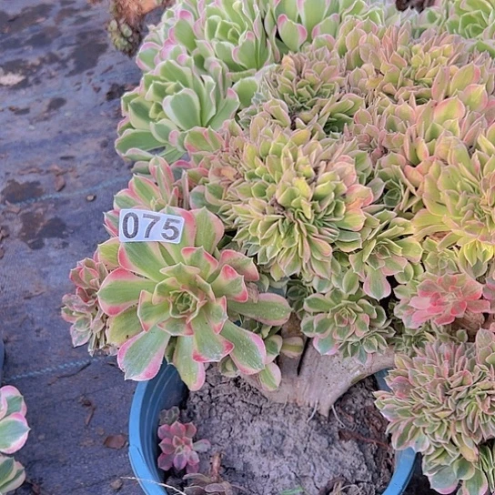 寒***)多肉植物一个女神追