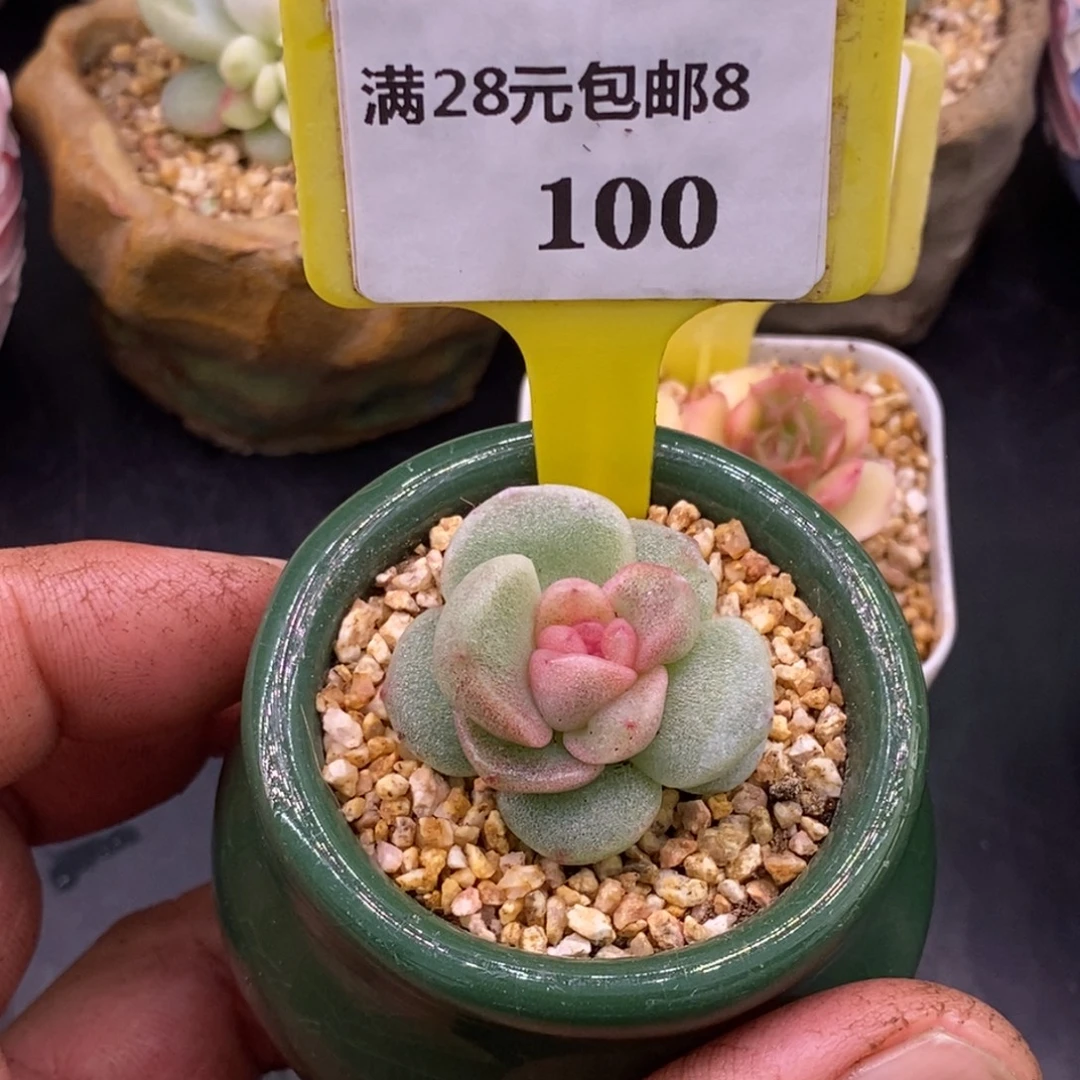 执***着8100冰玉糖心锦………………