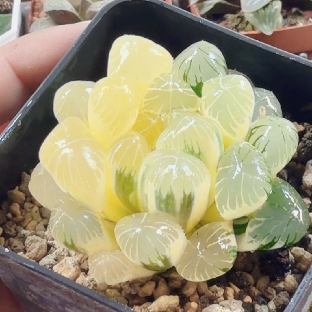 十二卷实生冰灯锦福利