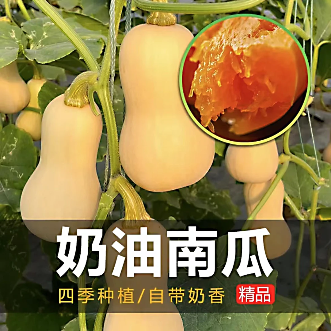 【奶油南瓜种子】软糯香甜奶油南瓜种子阳台小院四季种植