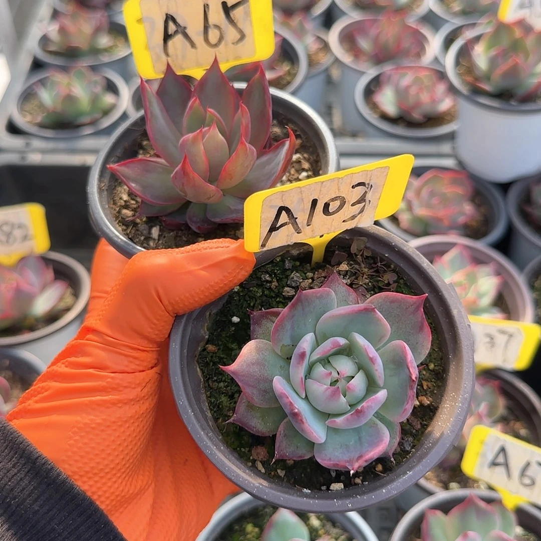 熊***毛A65-103惊鸿单头多肉