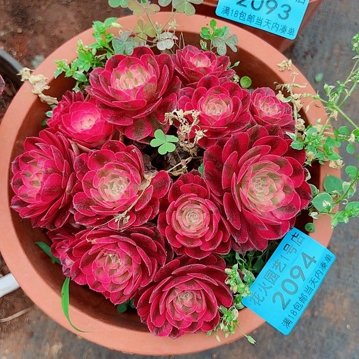 荔枝2094多肉植物大战