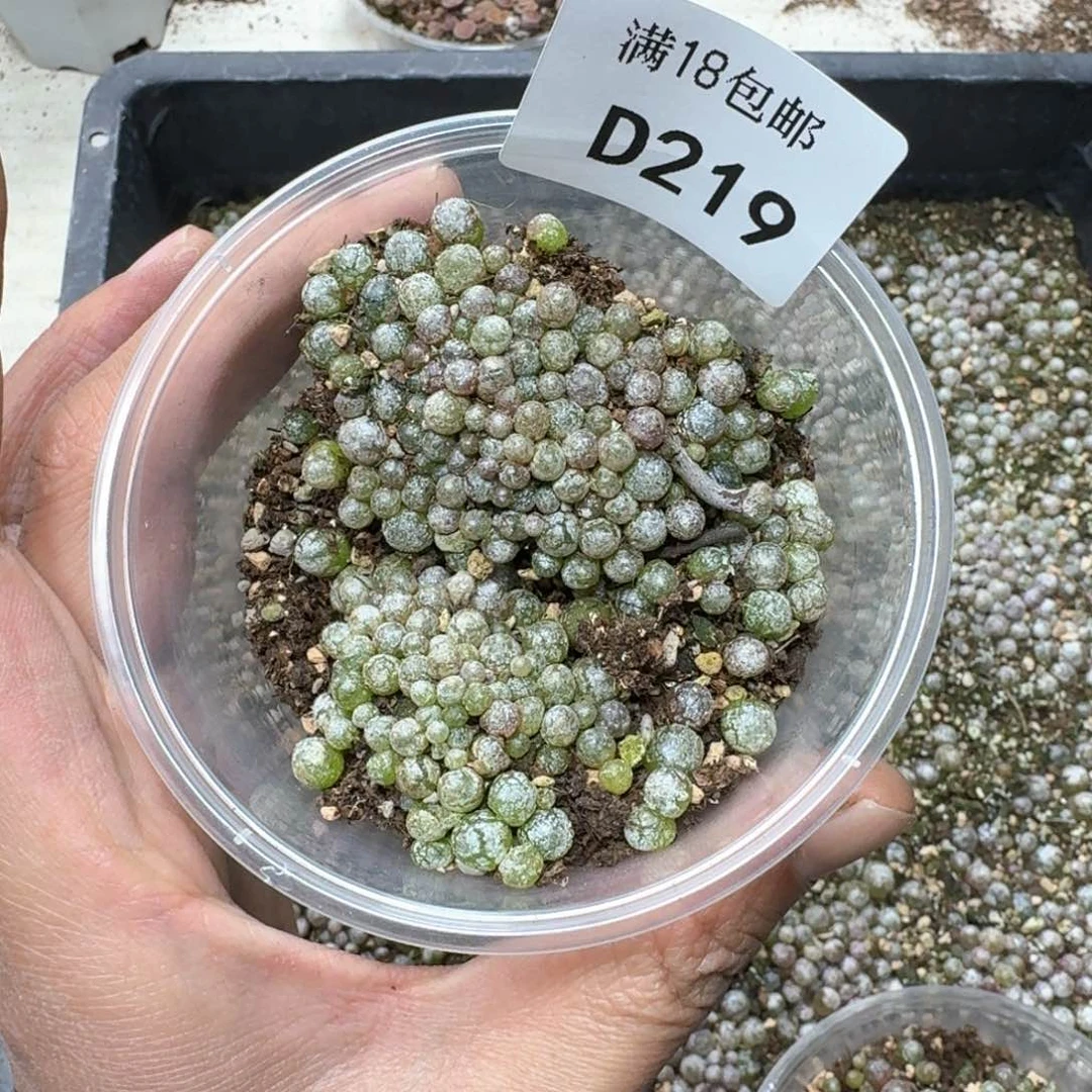 D219。小灯泡一盒