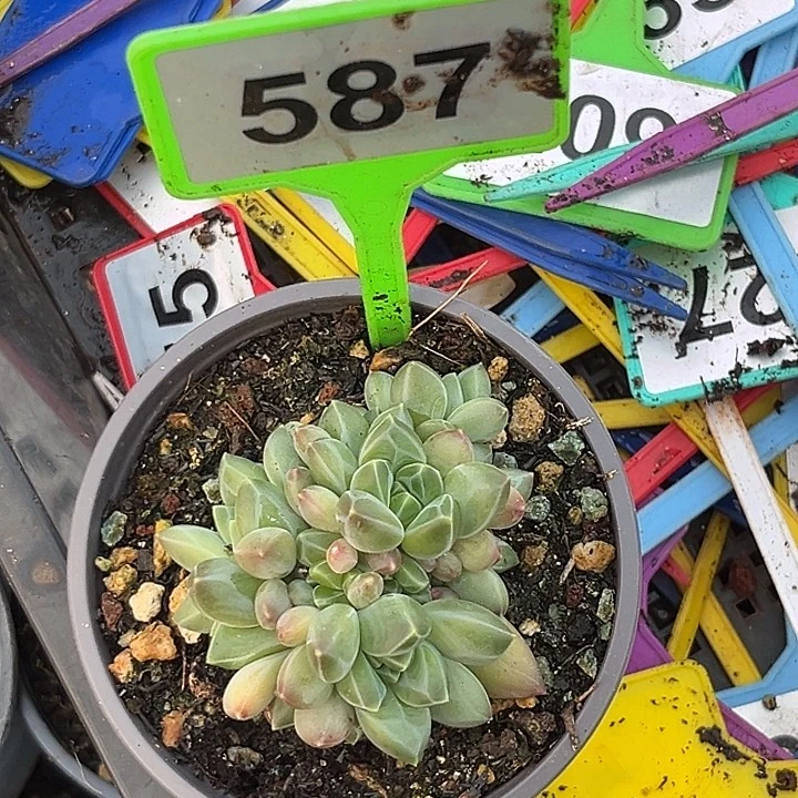 竹****多肉植物莫吉托587