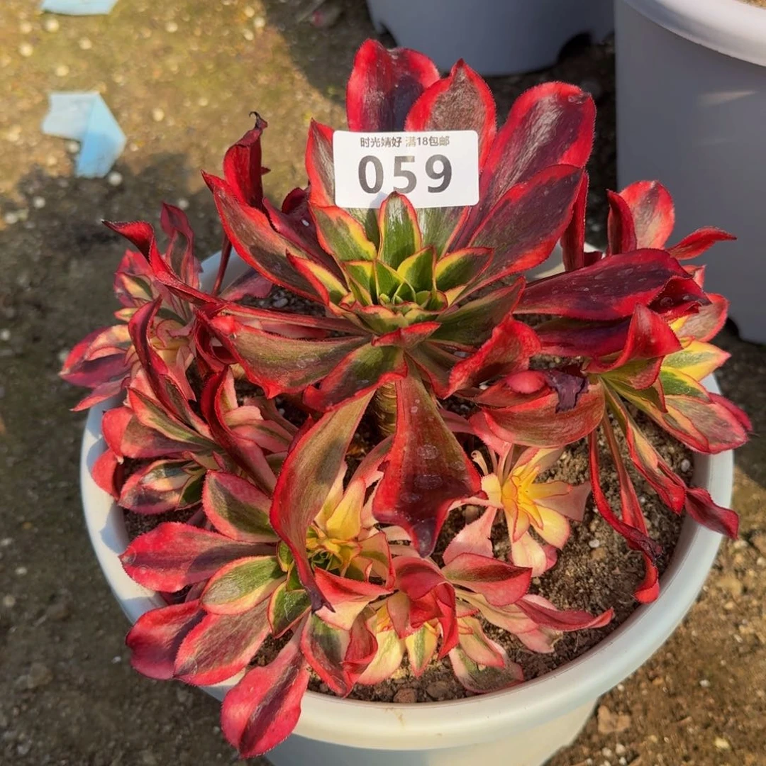 059魅影。多肉植物