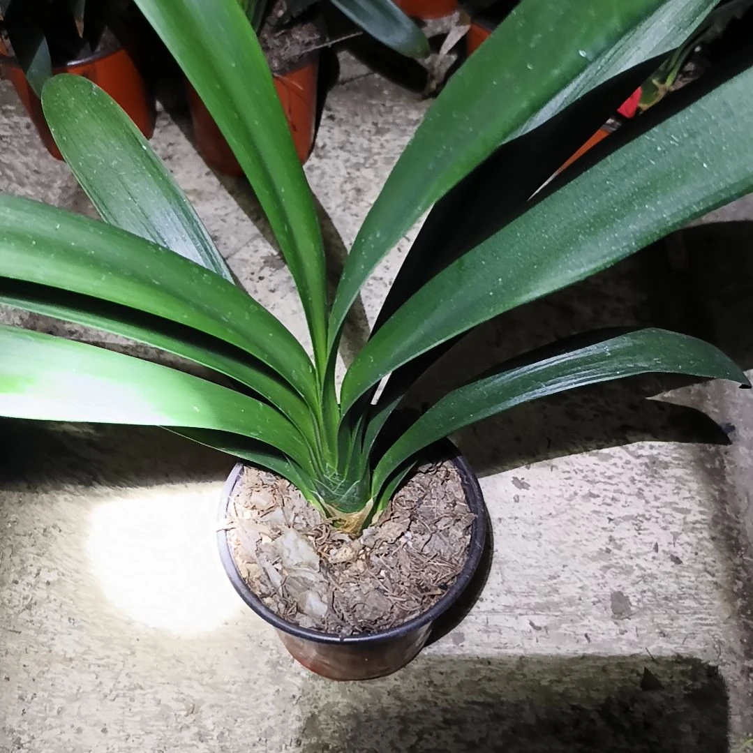 庆***庆完全开放翠绿大苗残叶特惠一棵