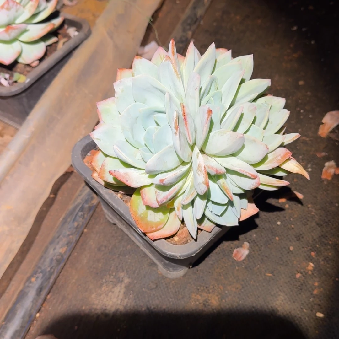衡***艺凤橙群生多肉植物