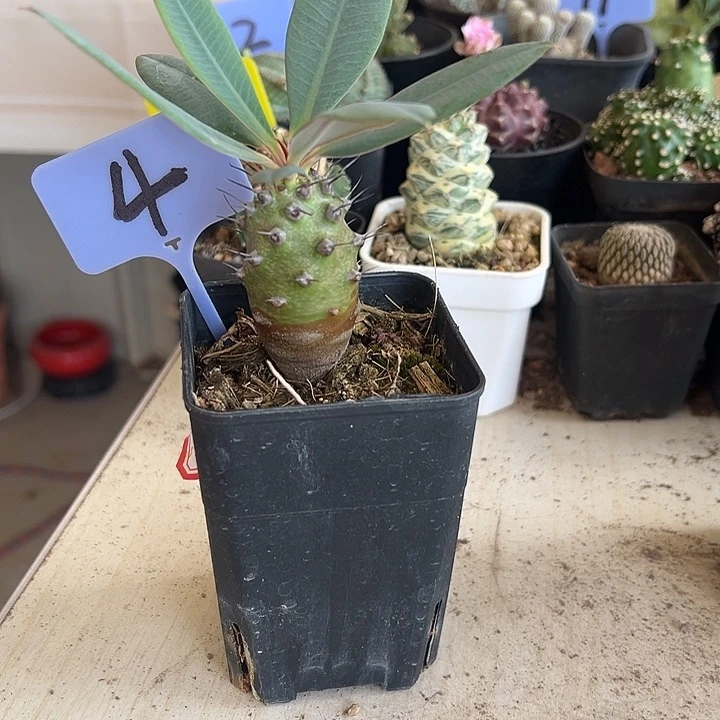 木***.当前无花朵，栽培后可花朵瓶干麒麟48