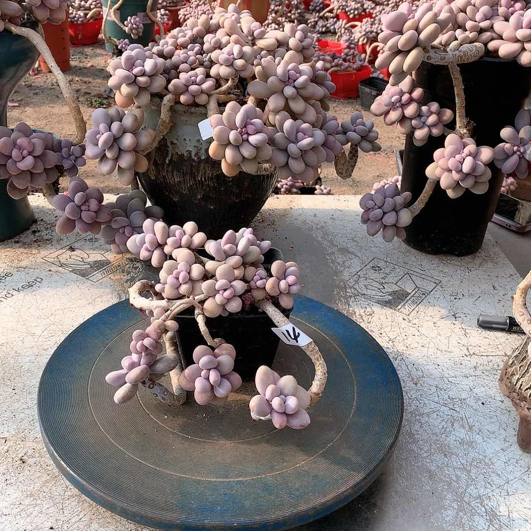 14一物一拍桃蛋老桩有个头有裂纹可能断