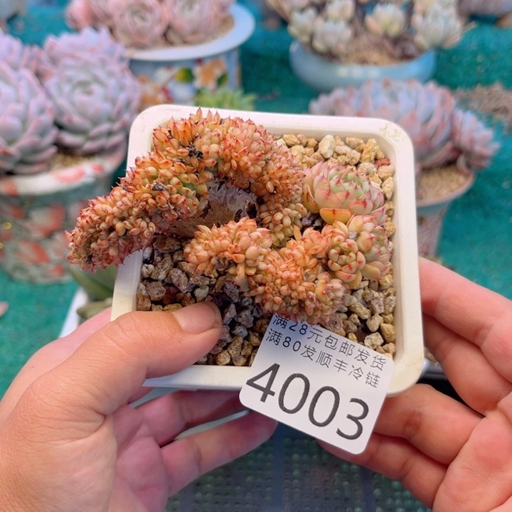 大4003，vcbcvcvbbb