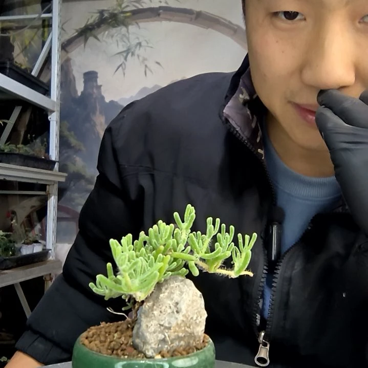 兴***隆中青园艺一物一拍花484