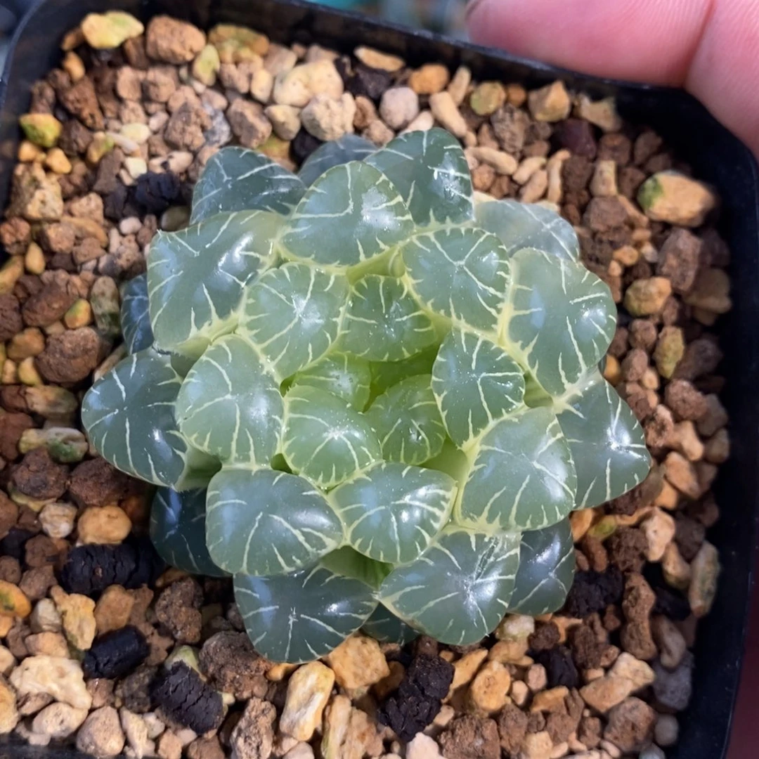 一颗糊斑湖水玉露锦 开播福利