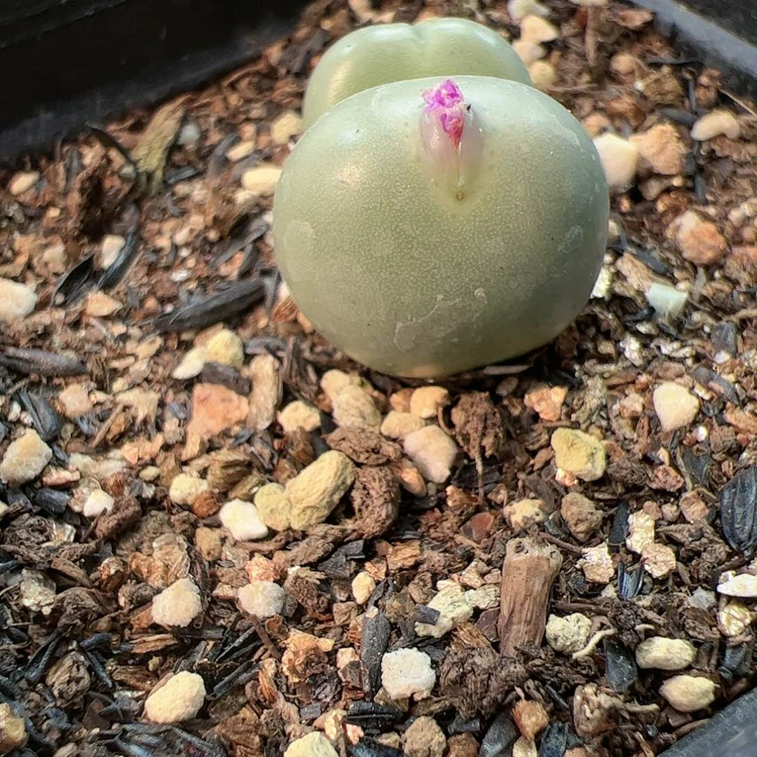 【闪购商品】327 小拳拳