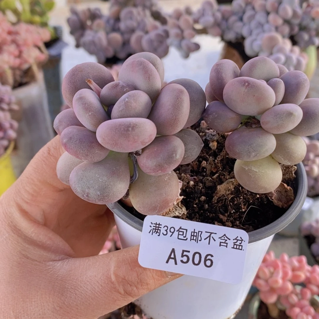 月美人2棵506多肉植物