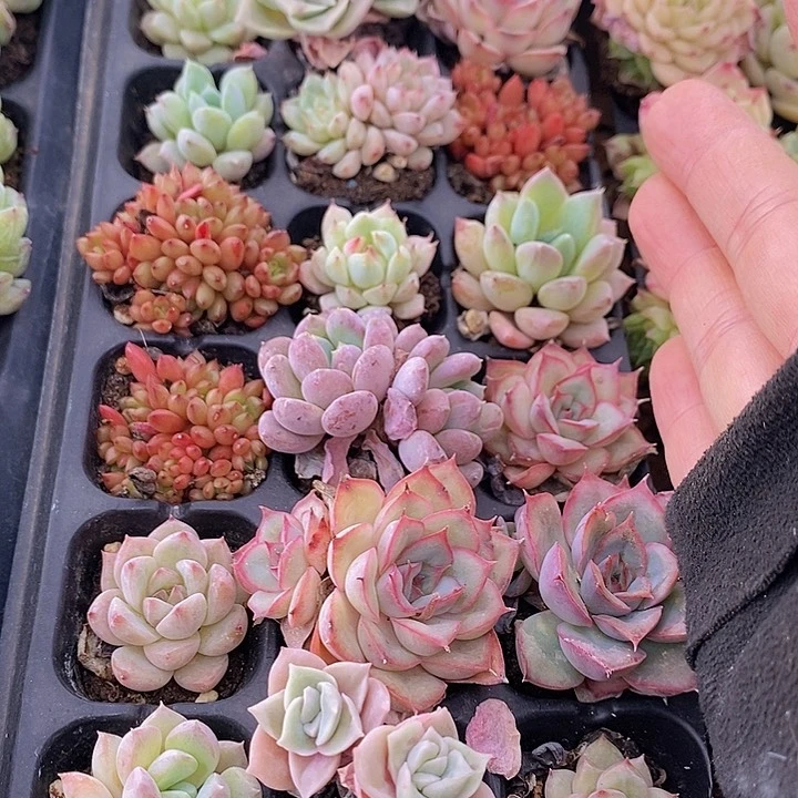 67多肉植物盆栽花卉