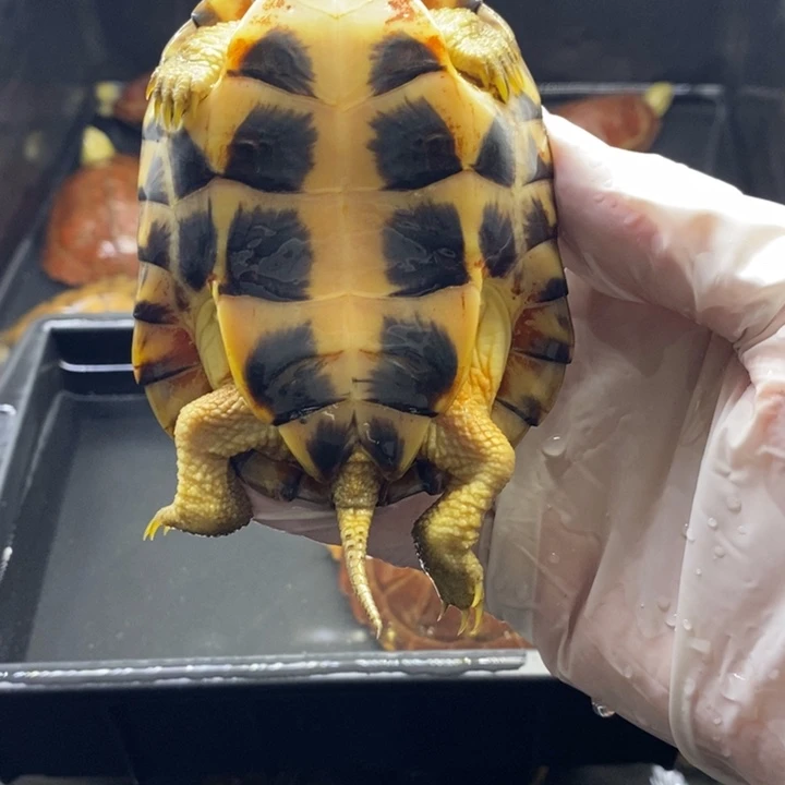 母宠物龟9厘米全品淡锈