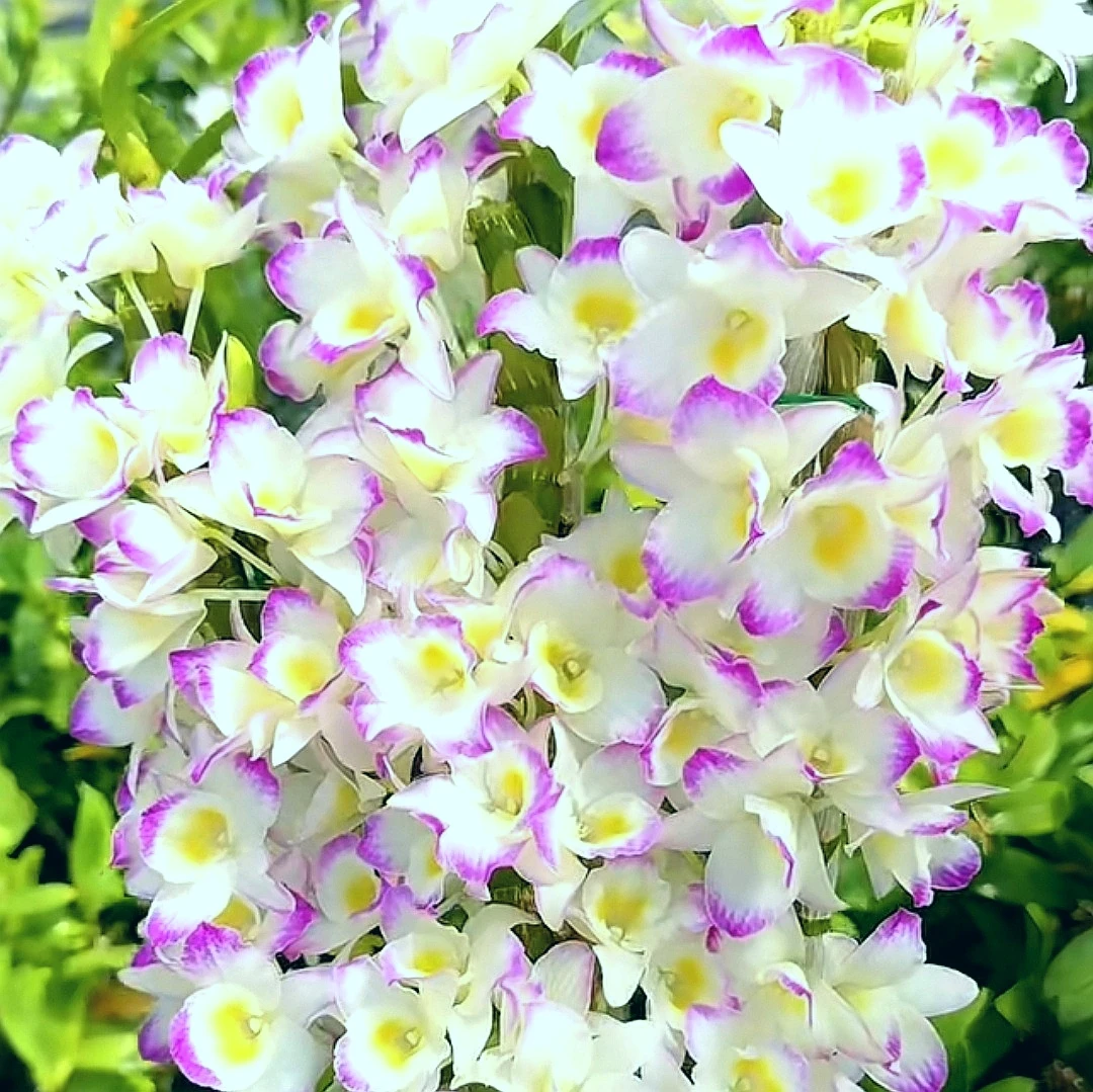甜心｜春石斛（5支花剑 桌面款） 颜色渐变有香味花卉绿植石斛盆栽