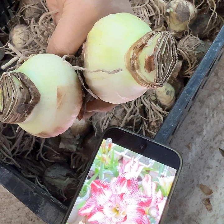 2颗装，天仙美女直径5厘米左右