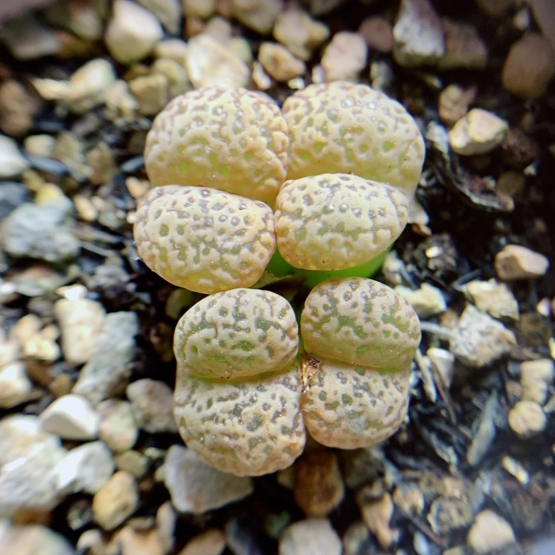 生石花花花花花花花134