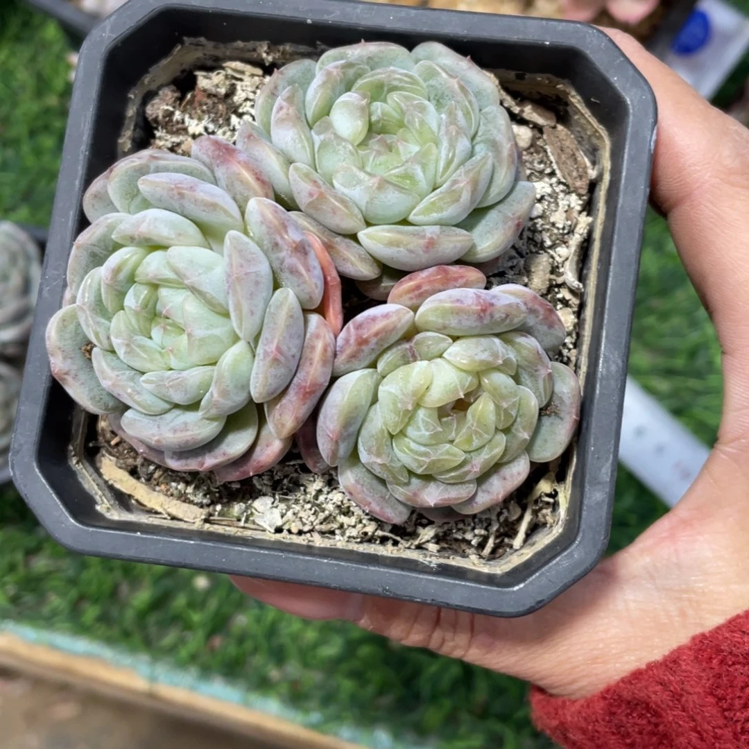 白恋冠幅8公分一物一拍